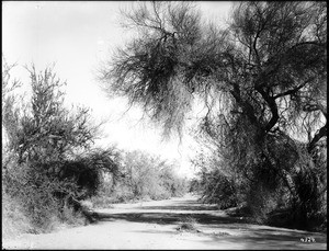 Mesquite forest near the Colorado River, California, ca.1910-1920