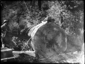 Woodsman sawing cedar log for shake shingles, in a forest, Santa Cruz, ca.1900