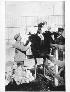 Plucking a male ostrich on a farm in South Pasadena, ca.1900