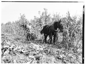 Men cutting and harvesting corn near Pomona, October 20, 1930