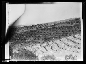 Avocado plantings on terraced land near Whittier