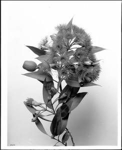 Eucalyptus blossoms and seed pods, ca.1925