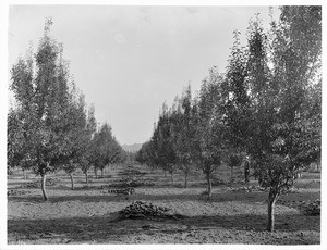 Pear tree orchard, ca.1900