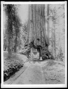 Horse and buggy driving through big tree in Mariposa Grove in Yosemite National Park, California, ca.1900