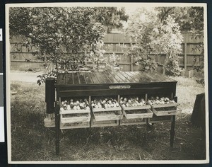 Alligator egg incubator at a farm, ca.1900