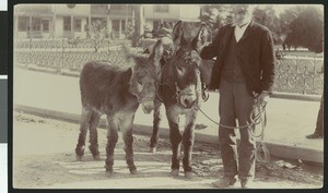 Two burros with a man, Los Angeles Plaza(?), ca.1900