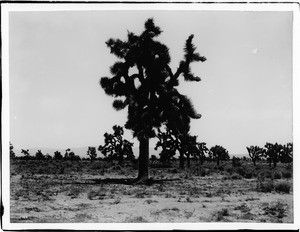 Yucca Mojaviensis, native yucca palm of the Mojave Desert, California