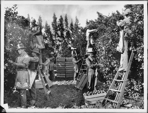 Group of fruit pickers picking oranges on Richards Ranch, north Pomona, California, 1905