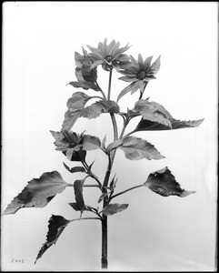 Specimen of an annual sunflower