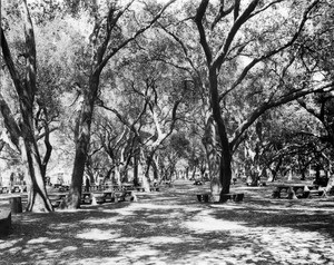 Picnic tables among trees in Monte Vista Park in Glendale, California, January 29, 1935