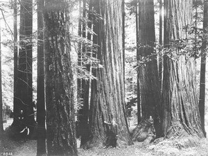 Several men posing next to large redwood trees in Henry Cowell Park, Santa Cruz county, California, ca.1900