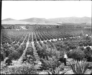 Riverside orange groves, ca.1920