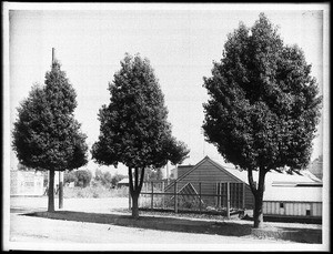 Sterculia diversiflora (bottle tree) on West Colorado, Pasadena, ca.1906