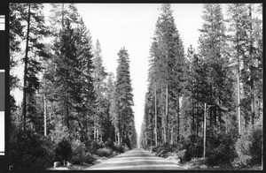 Young forest of redwoods, ca.1925