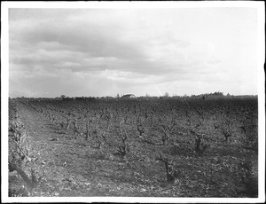 Pruned grape vineyard in fall or winter, ca.1900