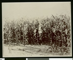 Man standing with kaffir corn in Imperial Valley, ca.1910