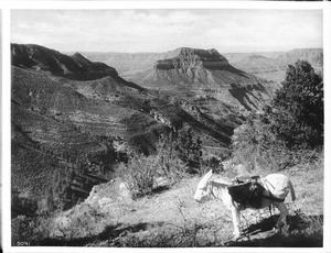 White pack burro standing on a slope at the Grand Canyon, ca.1900