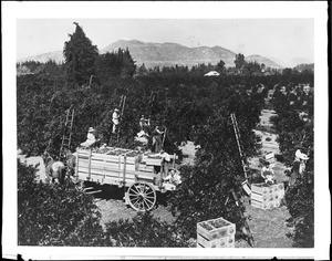 Workers picking and loading oranges in an orchard at Riverside, ca.1900