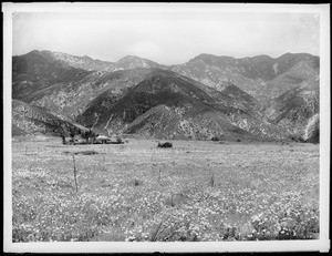 Altadena poppy field with, possibly, the Forsyth home