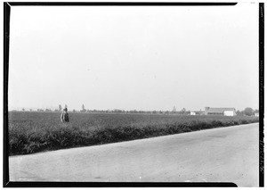 Man standing in alfalfa field near Pomona, October 1930