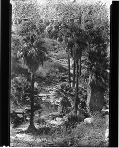 View of "Water Trail" in Palm Springs Canyon, ca.1900