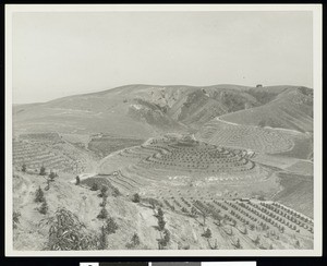 Birdseye view of tiered crops by a mountainside, ca.1925