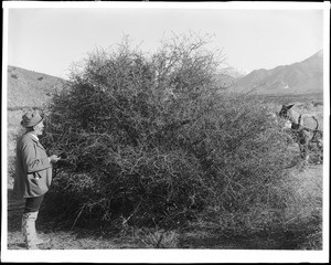 Man and mules at a wild almond plant, Tiera Bonita, ca.1900