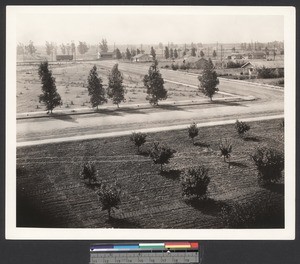 New citrus orchard in a residential area, ca.1910