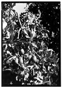 Branch of an avocado tree, November 1933