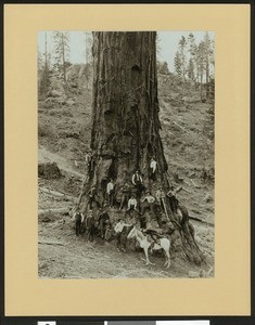 Men posing in front of a large tree dubbed "General Grant" in Visalia, Tulare County, 1900-1940