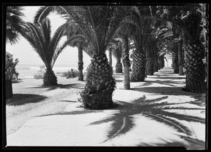 Row of palm trees near the beach