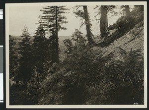 New growth of pine after a forest fire, ca.1920