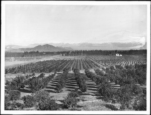 Group of citrus groves in southern California, ca.1900