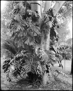 A philodendron plant, ca.1920