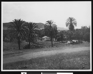 Exterior view of the Mission San Diego de Alcala, showing palms and orange orchard, ca.1898