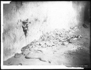 Snakes in Kivi after the ceremony of washing for the Hopi Snake Dance Ceremony, Mishongnovi, Arizona, ca.1900