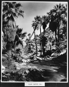 Palm trees lined within Palm Canyon, showing a palm tilted at a steep angle