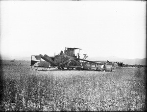 Twenty-four-horse harvester in the field, Hemet, Riverside County, ca.1890-1900