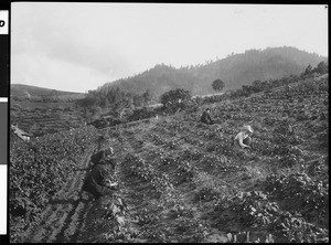 People picking strawberries in Oregon