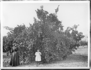 Woman picking oranges from a heavily laden tree, and little girl with dog