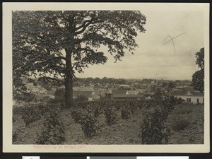 Birdseye view of Sebastopol in Sonoma County, ca.1900