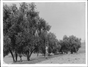 Worker standing on a ladder leaned against one of the dozen or so trees in an olive orchard, El Toro, California, ca.1900