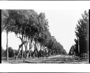 View of tree-lined Euclid Avenue in Upland looking north, 1905