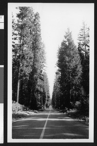 Unidentified road (Lemoyne Street?) bisecting a swath of Redwood trees, August 1941