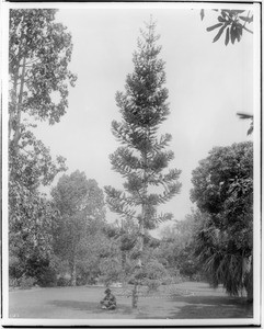 A man sitting beneath a tall sparse pine tree (Araucaria Cunninghamii) in a park, ca.1901