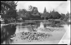 View of a lily-pond in Beverly Hills Park, ca.1925