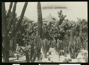 Cactus garden in Riverside, ca.1900