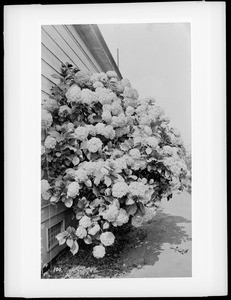 Hydrangea bush in full bloom on the exterior of a home, ca.1920