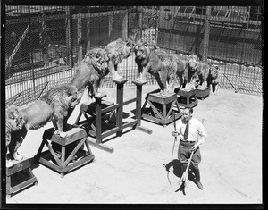 Several lions standing on a series of elevated platforms while a trainer watches, at Gay's Lion Farm, ca.1936