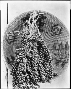 Close-up of a specimen of a date cluster from a fan palm (Washingtonia filifera) in Palm Springs, ca.1903-1904